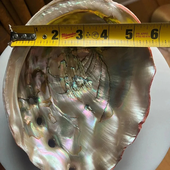 Vintage Red Abalone Shell. Excellent luster. Collector piece. - Picture 6 of 12